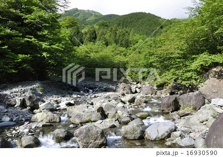 新緑の早戸川 16930590