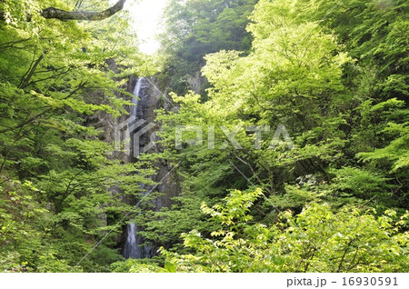 幻の大滝 早戸大滝 幻の大滝 早戸大滝 16930591