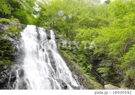 丹沢山地 雷滝 16930592
