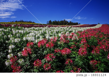 クレオメ クレオメ 16931124