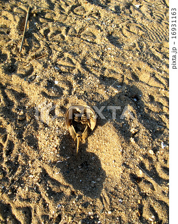 ニューヨーク近郊ロングアイランド市ベイサイド 砂浜ビーチのカニの甲羅と鳥の足跡 16931163