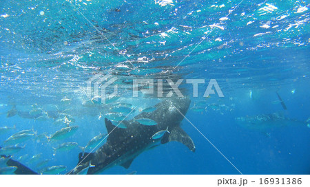 フィリピン　ジンベイザメ 16931386