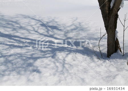 雪原に木の影 雪原に木の影 16931434