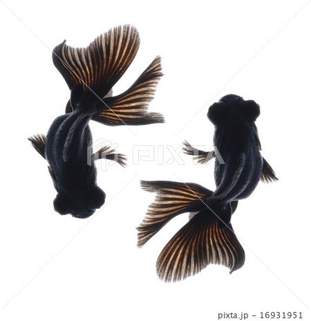 goldfish isolated on background goldfish isolated on background 16931951
