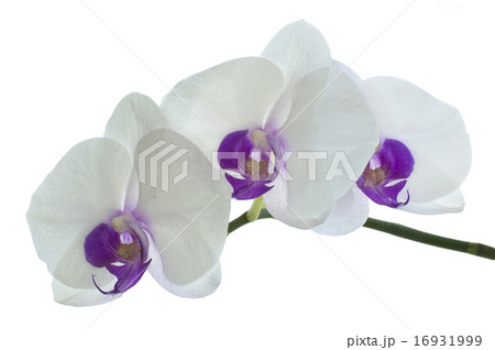 Orchid flower Orchid flower 16931999