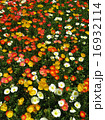 poppy flower field in spring 16932114