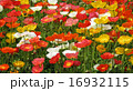 poppy flower field in spring 16932115