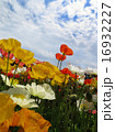 poppy flower field in spring 16932227