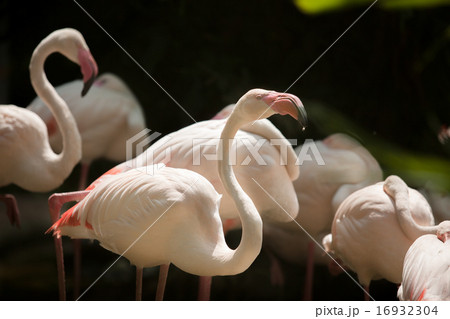Greater Flamingo (Phoenicopterus roseus) 16932304