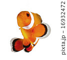 reef fish , clown fish or anemone fish isolated on 16932472