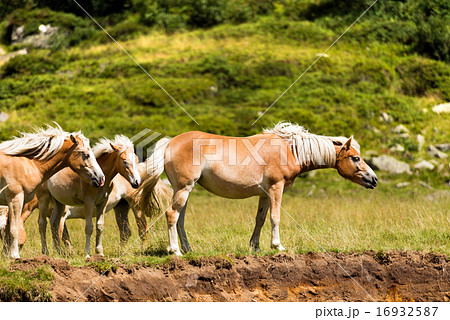 Wild horses - National Park of Adamello Brenta 16932587