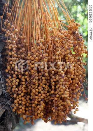 A close up of a phoenix dactylifera palm tree A close up of a phoenix dactylifera palm tree 16932619