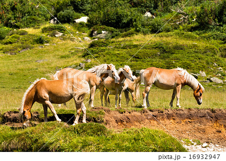 Wild horses - National Park of Adamello Brenta 16932947