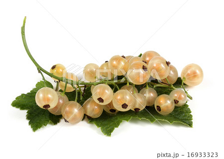 White currant with leaf White currant with leaf 16933323