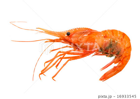 Shrimp Pandalus Nipponensis Stock Photo
