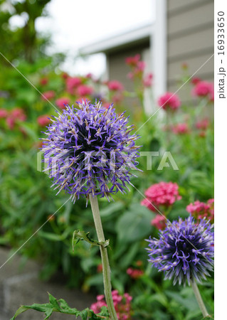 ルリタマアザミ 16933650