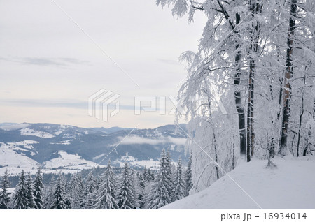 Winter forest 16934014