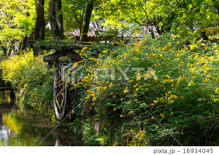 松尾大社 - 山吹 16934045