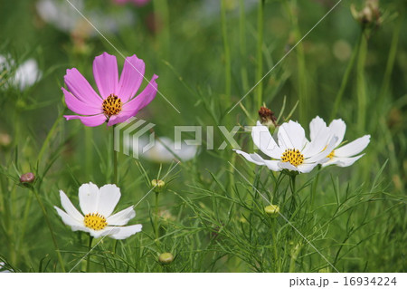 コスモス コスモス 16934224