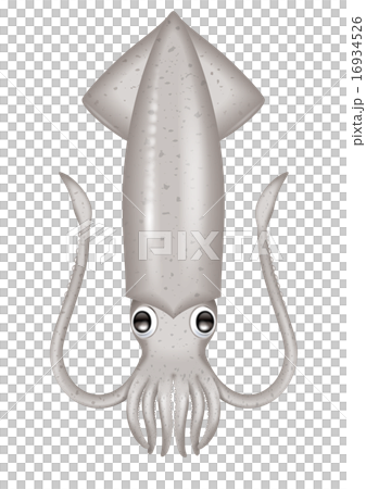 魷魚插圖/白魷魚,真魷魚,魷魚meika 魷魚插圖/白魷魚,真魷魚,魷魚meika 16934526