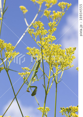 オミナエシ オミナエシ 16934555