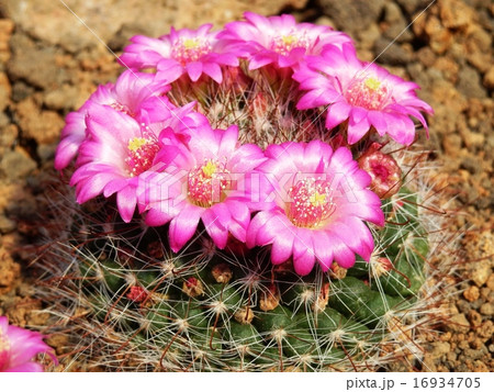 サボテンの花 月影丸の写真素材