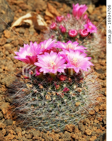 サボテンの花 月影丸の写真素材