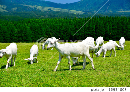 阿蘇　月廻り公園のヤギ 16934803