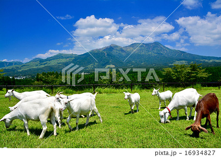 阿蘇　月廻り公園のヤギ 16934827