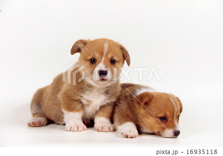 かわいい仔犬 かわいい仔犬 16935118