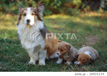 かわいい仔犬 16935234