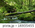 逹沢不動滝 16935455