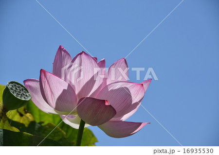 蓮華の花 16935530