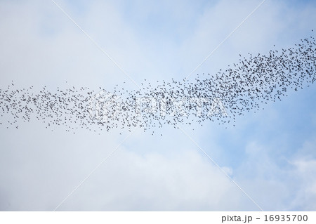 Bats flying in gunung mulu national park Bats flying in gunung mulu national park 16935700