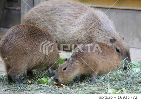 東武動物公園のカピバラの写真素材