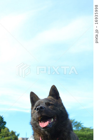 遊び終えた笑顔 16935998