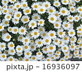 white daisy flower texture background 16936097