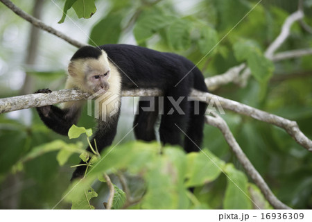 Gracile Capuchin Monkey 16936309