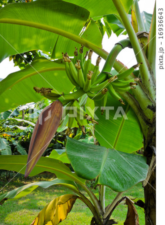 Banana tree with fruit 16936643