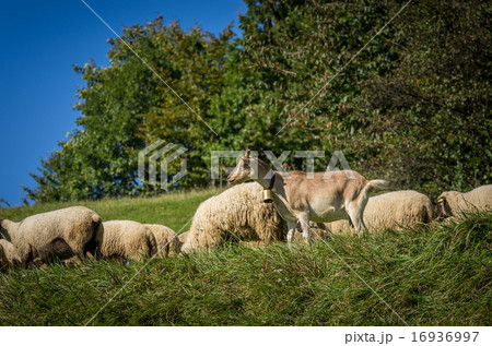 flock of sheep grazing on green pasture 16936997