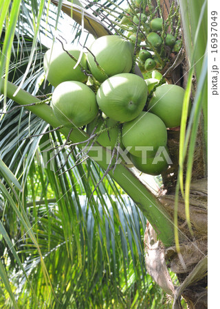 green coconut at tree green coconut at tree 16937049