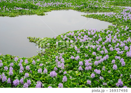 7月花　水草ホテイアオイの群生地02加須市 16937498