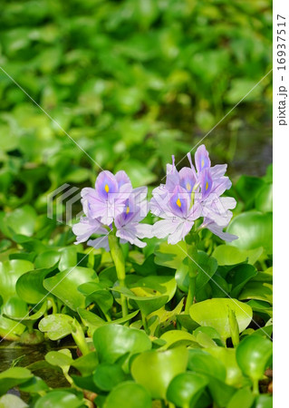 7月花　ホテイアオイ・ミズアオイ科15 16937517