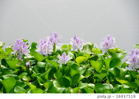 7月花　ホテイアオイ・ミズアオイ科17 16937519