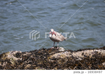 ヒトデを口に銜えるカモメーSeagull holding Starfish in his mouth 16938497