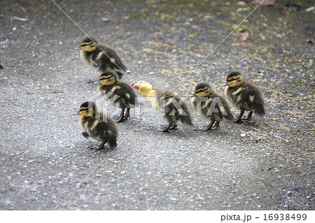 マガモの子達達ーMallard Duck Kids 16938499