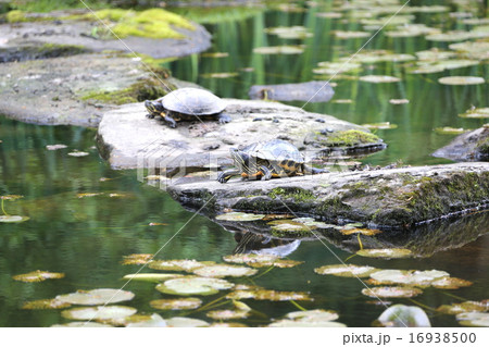 亀の甲羅干しーTurtles sunbathing 16938500
