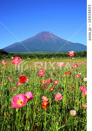 7月風景・富士山860シャーレーポピー咲く花の都公園 16938603
