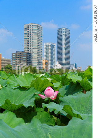 上野の蓮池の咲き始めのハスの花に青空 16938607