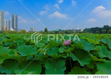 上野の蓮池のハスの花に青空 16938608